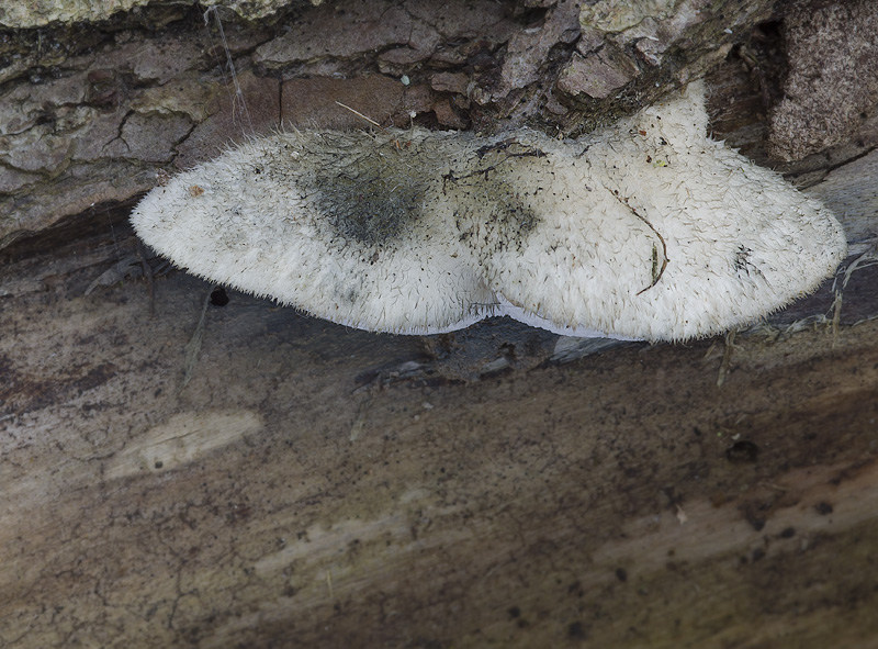 Oligoporus subcaesius